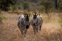 068 Kruger National Park, zebra's